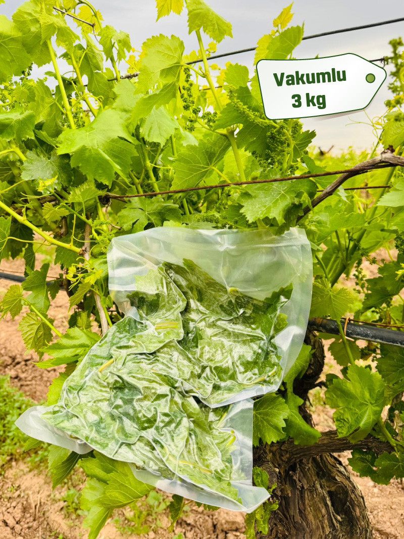 Vakumlu Taze Asma Yaprak 3 kg
