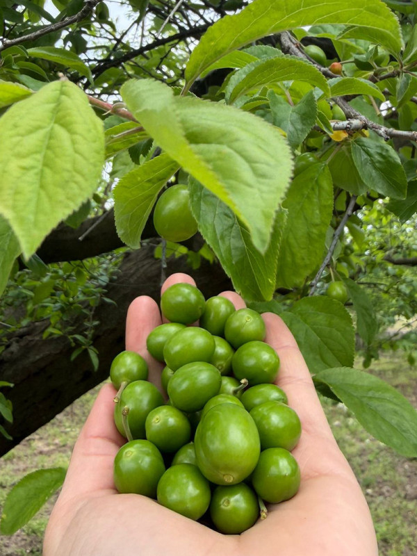 Papaz Erik 1 kg.