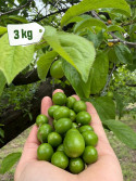 Papaz Erik 3 kg.